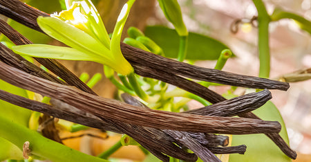 Bourbon Vanilla
